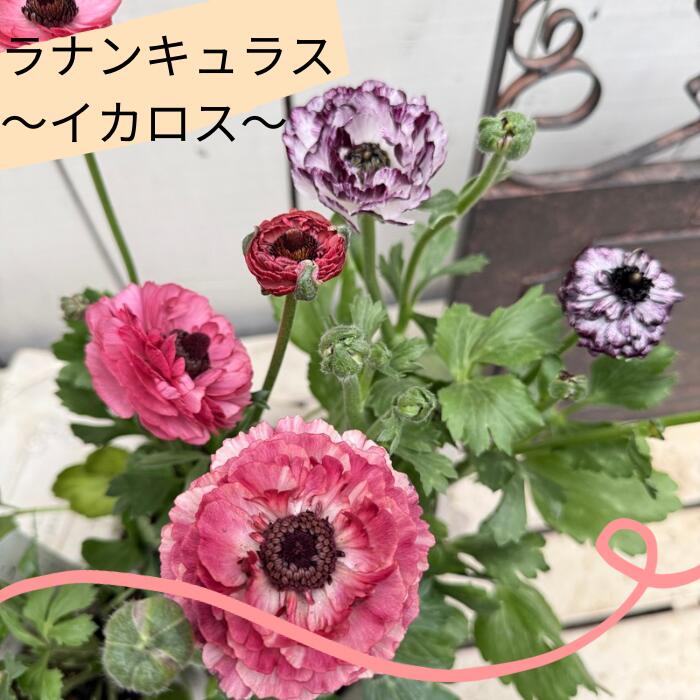 楽天市場】ラナンキュラス苗（花の苗物｜苗物）：ガーデニング・農業