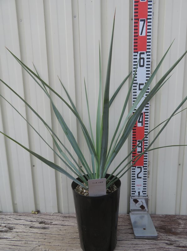 楽天市場】ユッカ リギダ 苗木 5号鉢【h14sotoni】 : 千草園芸