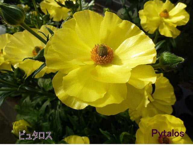 ラナンキュラス ラックスシリーズ【ピュタロスⅡ】5号鉢（冷蔵処理