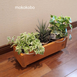 盆栽 『ザクロ』 実 和風 インテリア 園芸 ガーデニング オブジェ 観葉