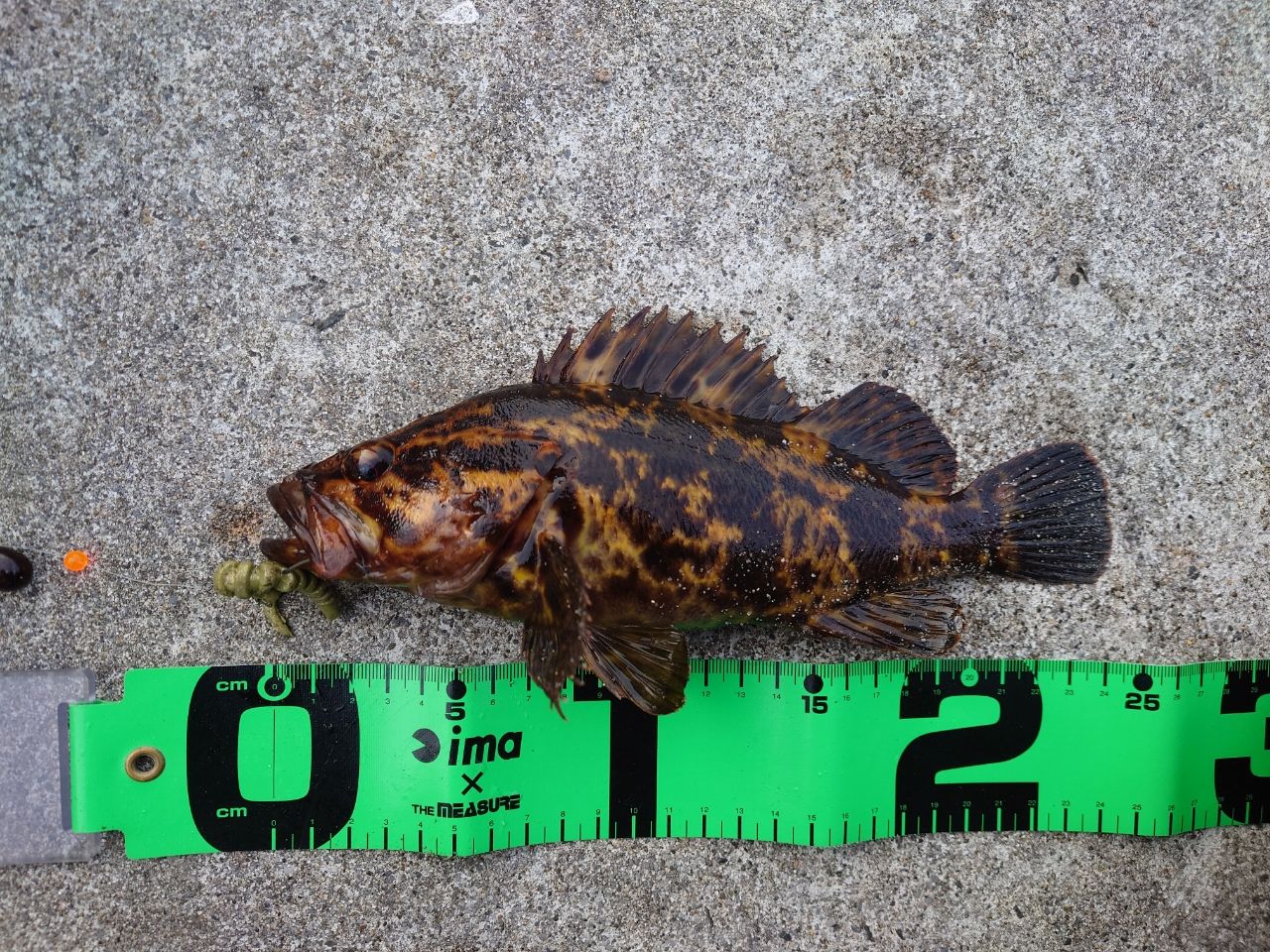 TENRYU ロックアイ ヴォルテックス RV74B-Mの最安値・インプレ・釣果