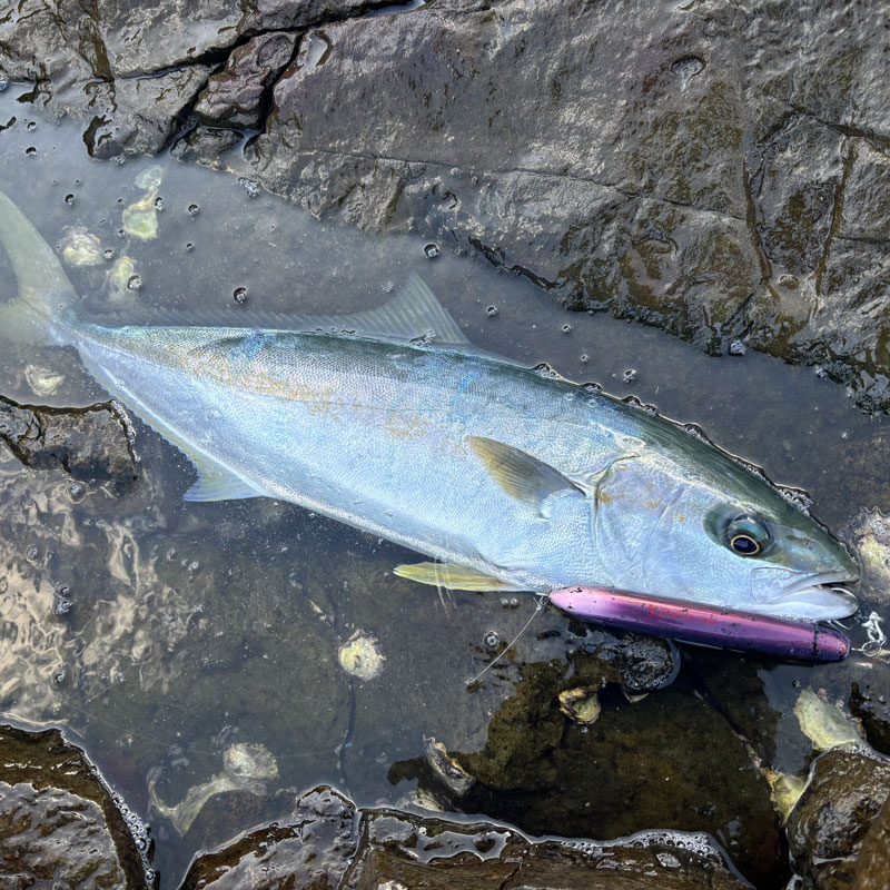 ラピード 紅影（オンラインストア限定カラー） | ヤマシタとマリアが