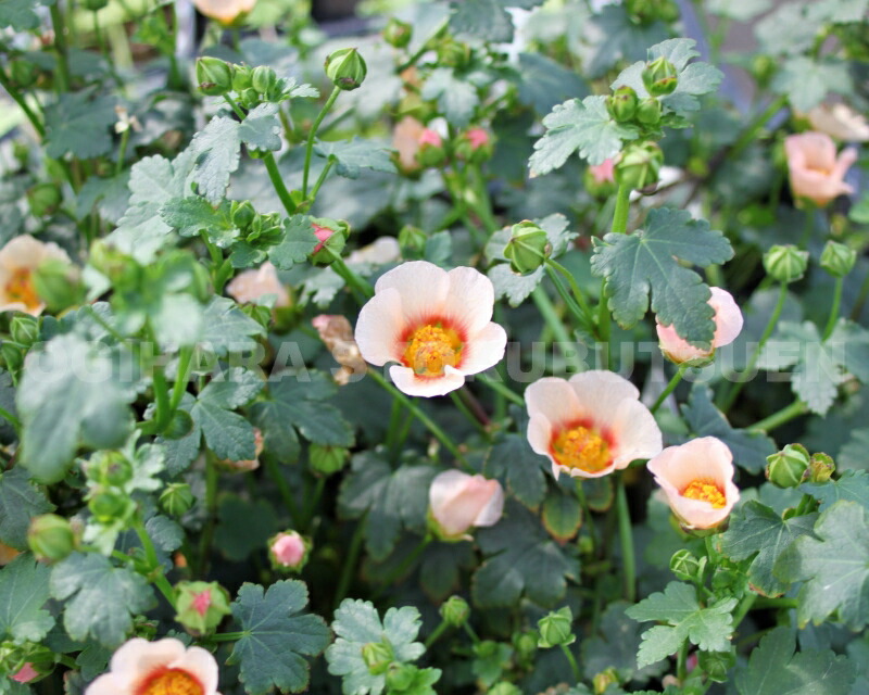 楽天市場】マルバストラム : おぎはら植物園